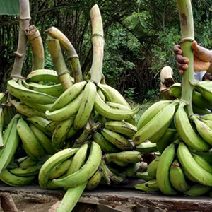 Régime de Banane Plantain XL