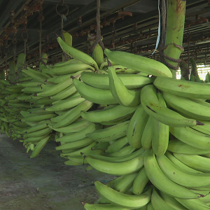 Régime de Banane Plantain XXL